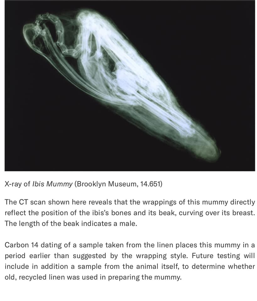 Radiographie de la momie d'Ibis (Musée de Brooklyn, 14.651)