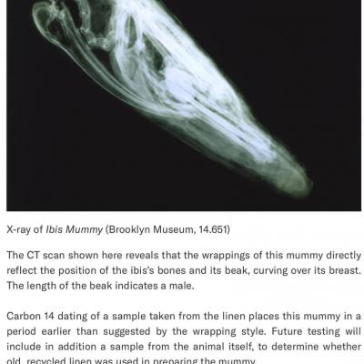 Radiographie de la momie d'Ibis (Musée de Brooklyn, 14.651)