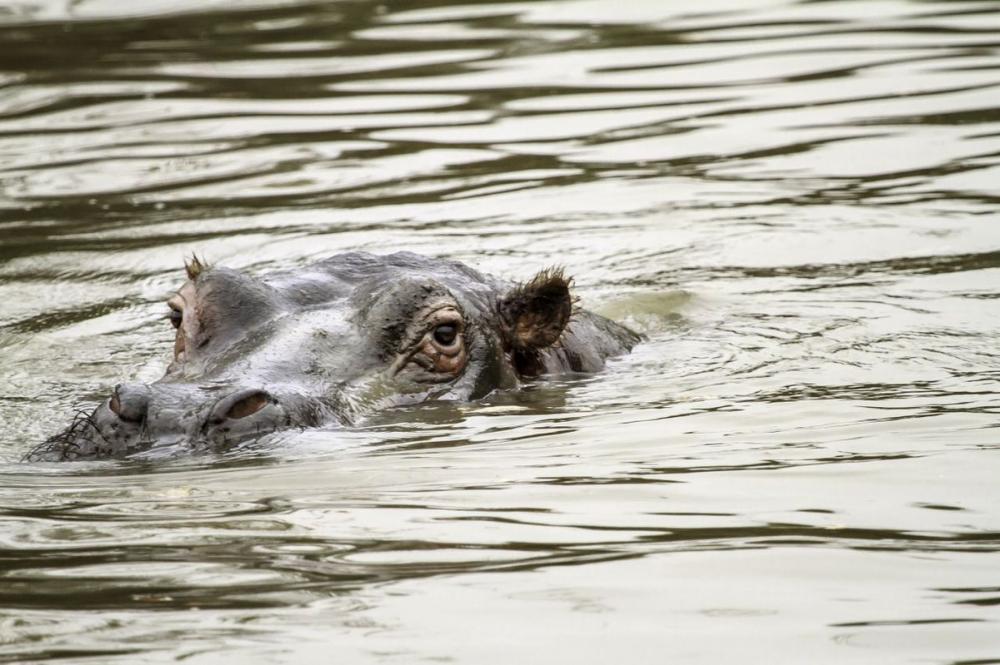 Ob fa1f15 sb tete hippo dans l eau